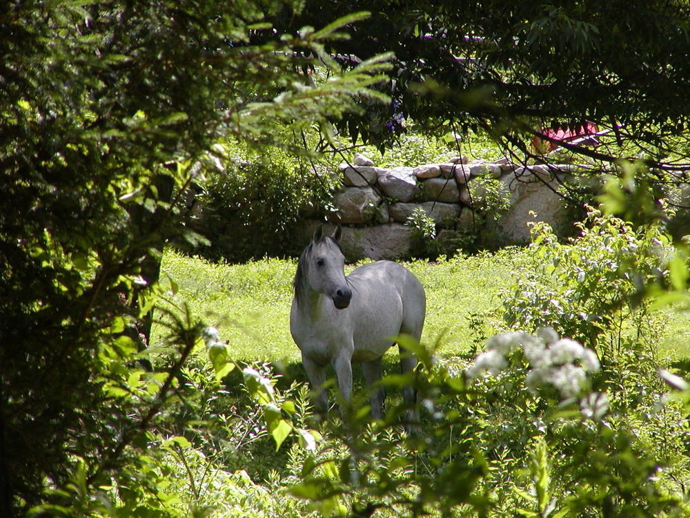 Arabian Horse Inn Sudbury Экстерьер фото